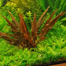 Криптокорина Вендта (Cryptocoryne wendtii)