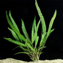 Криптокорина курчавая (Cryptocoryne balansae)