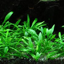 Криптокорина парва (Cryptocoryne parva)