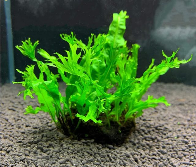 Папоротник таиландский «Винделов» (Microsorum pteropus 'Windelov')