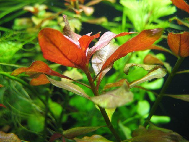 Людвигия ползучая (Ludwigia repens)