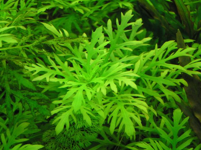 Гигрофила синема (Hygrophila difformis)