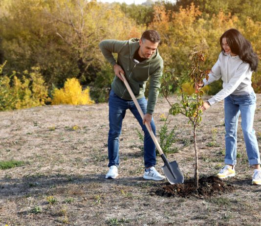 Готовимся к урожаю с осени: какие плодовые и ягодные культуры подходят для осенней посадки - Ягодник Готовимся к урожаю с осени: какие плодовые и ягодные культуры подходят для осенней посадки