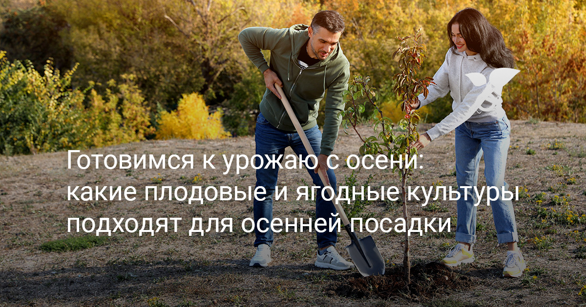 Готовимся к урожаю с осени: какие плодовые и ягодные культуры подходят для осенней посадки — Ботаничка
