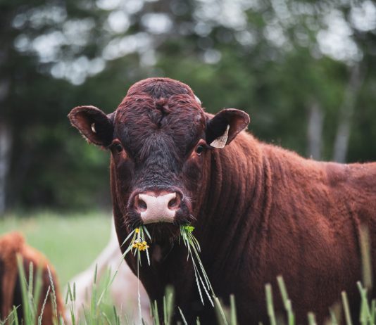 Как избавить животных от глистов после пастбищного сезона?