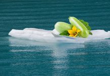 Мемы про кабачки — дачный юмор о любимом овоще
