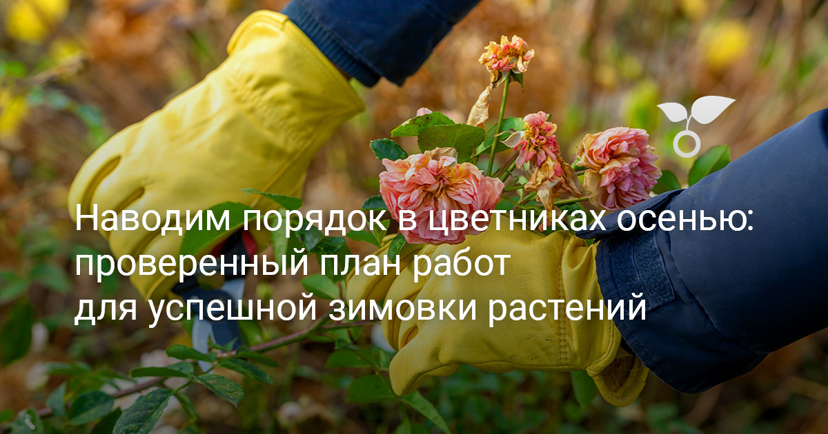 Наводим порядок в цветниках осенью: проверенный план работ для успешной зимовки растений — Ботаничка