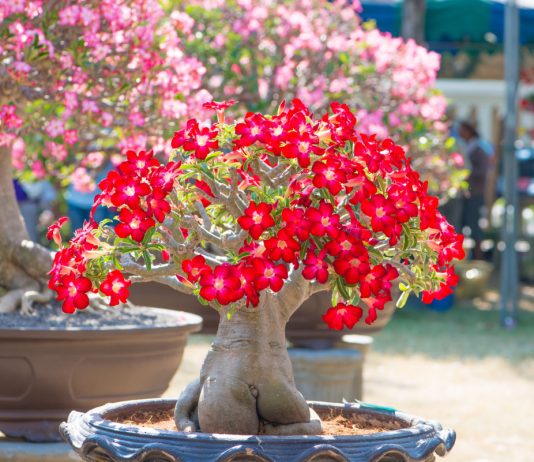 Очарование пустынной розы — какие виды адениума стоит посадить в своей квартире - Редкие и необычные Очарование пустынной розы — какие виды адениума стоит посадить в своей квартиреОчарование пустынной розы — какие виды адениума стоит посадить в своей квартире