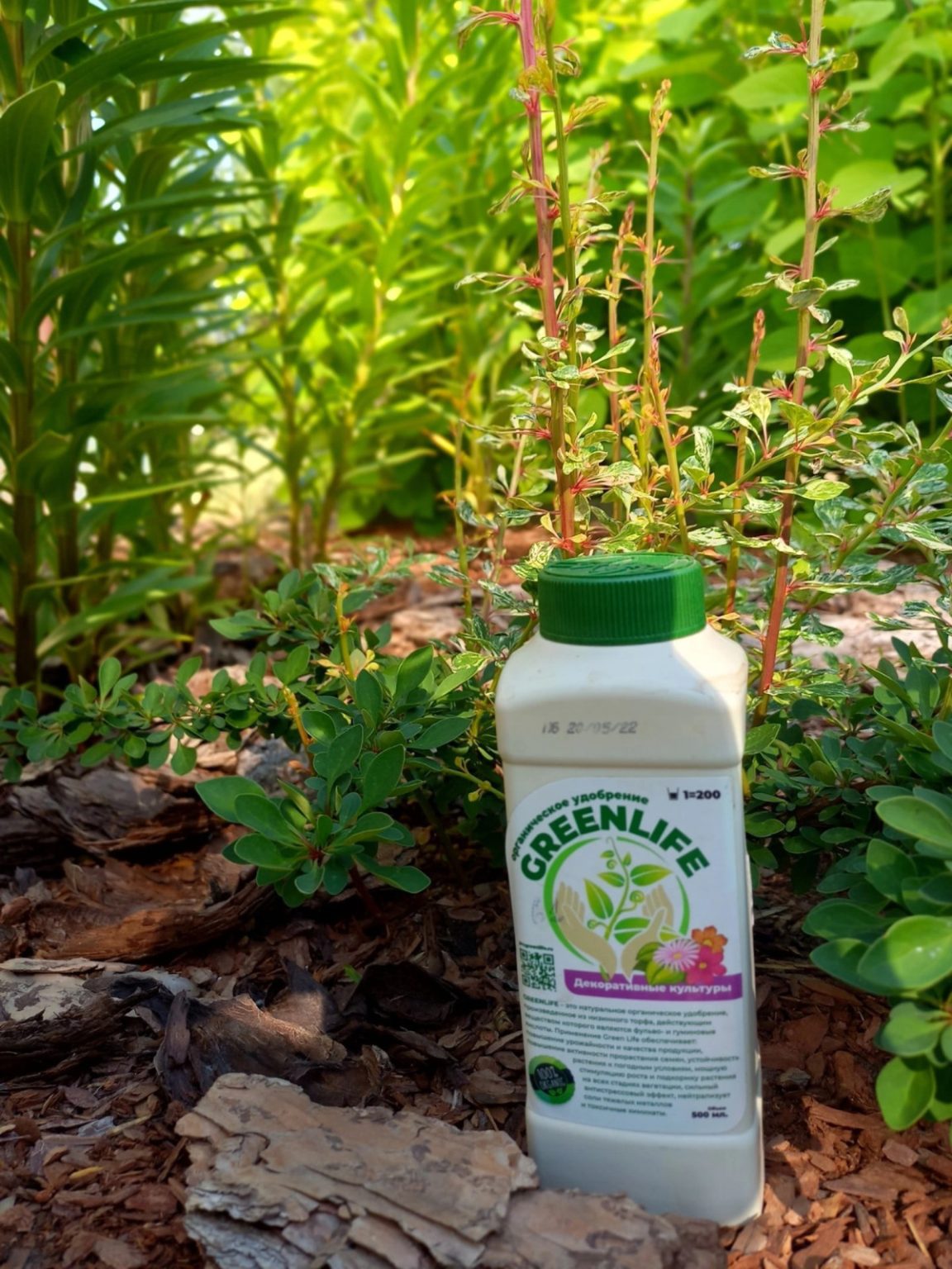 Ухоженный сад с растениями