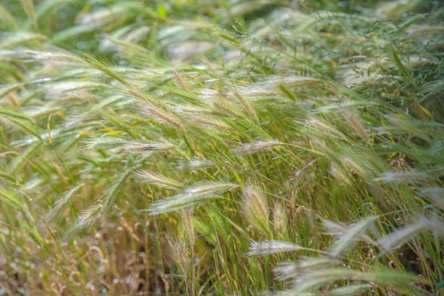 Колосняк канадский (Elymus canadensis) Колосняк канадский (Elymus canadensis)