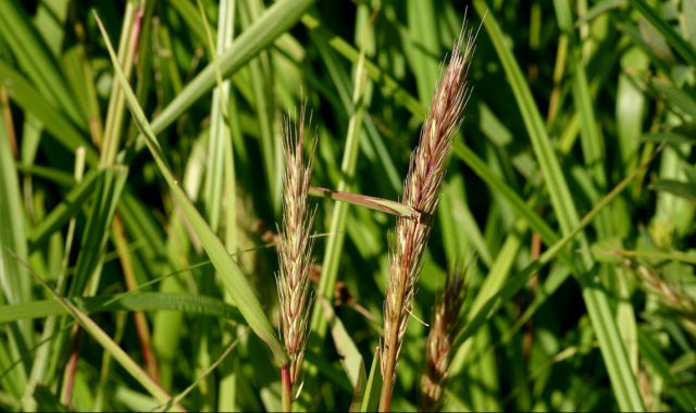 Пырейник виргинский (Elymus virginicus) Пырейник виргинский (Elymus virginicus)