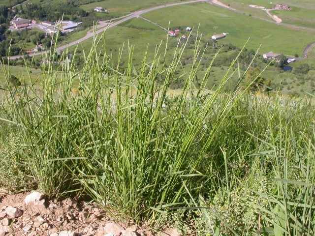 Пырейник шероховатостебельный (Elymus trachycaulus) Пырейник шероховатостебельный (Elymus trachycaulus)