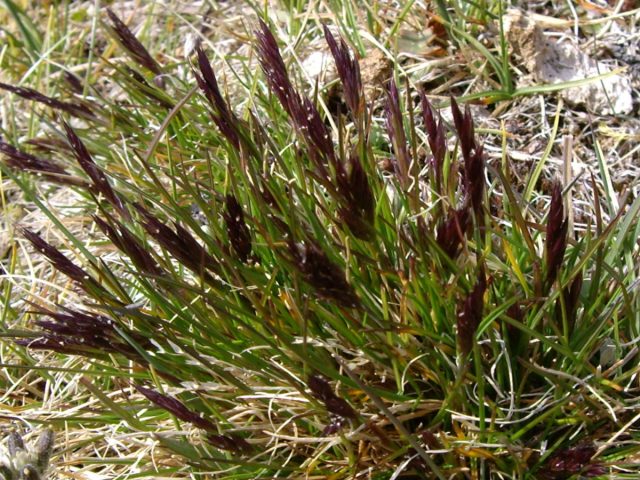 Элимус скандинавский (Elymus scandicus) Элимус скандинавский (Elymus scandicus)