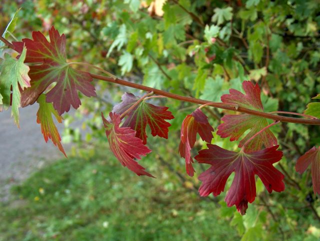 Смородина золотая (Ribes aureum) – кустарник, эффектный в любое время Смородина золотая (Ribes aureum) – кустарник, эффектный в любое время