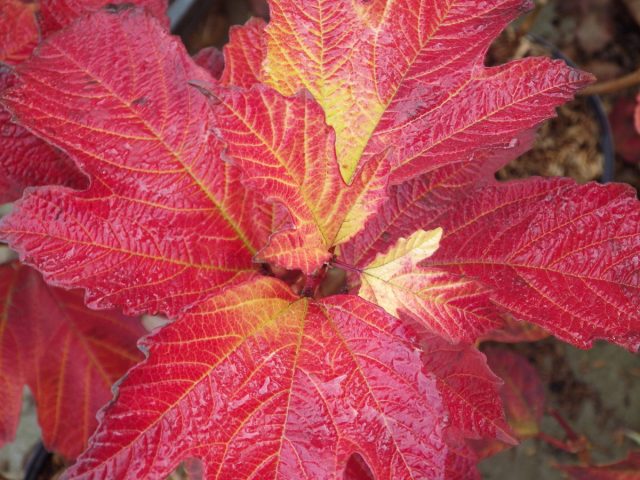 Калины обыкновенная (Viburnum opulus) и Саржента (Viburnum sargentii) представляют собой очень эффектное осеннее зрелище Калины обыкновенная (Viburnum opulus) и Саржента (Viburnum sargentii) представляют собой очень эффектное осеннее зрелище
