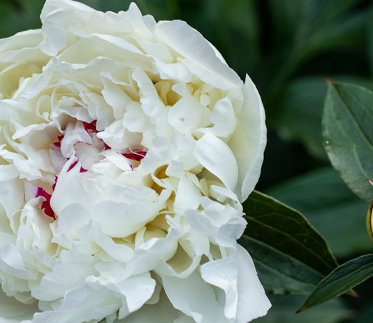 Пошаговая инструкция по пересадке пиона — восстанавливаем здоровье и цветение - Цветы многолетние Пошаговая инструкция по пересадке пиона — восстанавливаем здоровье и цветение