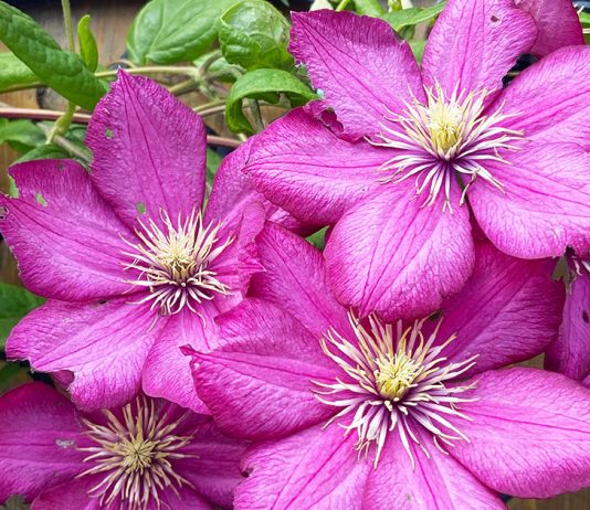 Роскошь цветущих лиан — чем подкормить клематисы