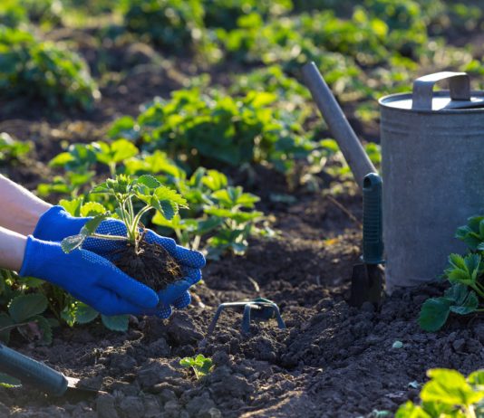 Сладкая клубника в новом сезоне — как и чем обновить клубничные плантации