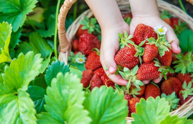 Сортов клубники в продаже — огромное количество и описания одно другого краше Сортов клубники в продаже — огромное количество и описания одно другого краше