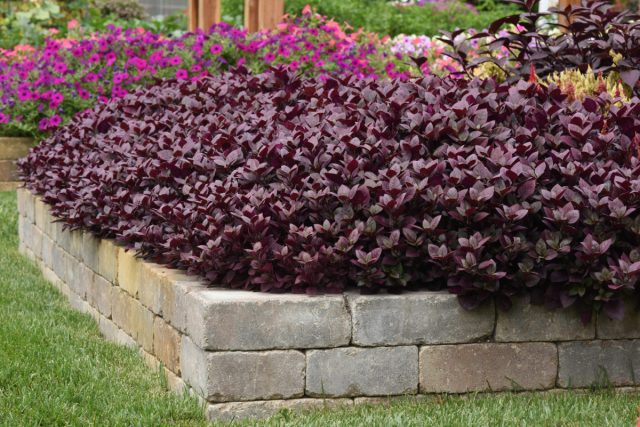 Альтернантера бразильская «Перпл Принц» (Alternanthera brasiliana 'Purple Prince')