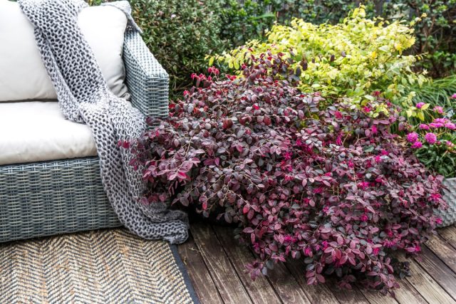 Лоропеталум китайский «Плам Горджес» (Loropetalum chinense 'Plum Gorgeous')
