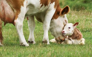 У вас будет теленок — как определить стельную корову без помощи специалиста