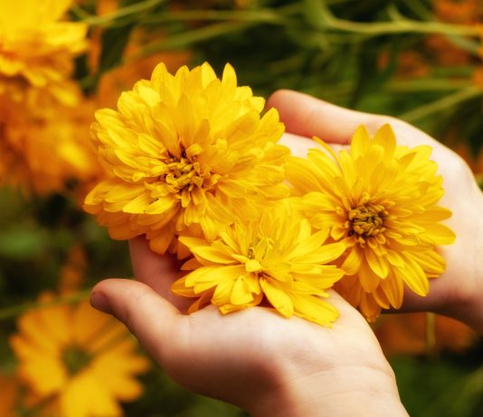 Всё о рудбекии рассеченной — солнечный многолетник для пасмурной осени - Цветник и ландшафт Все о рудбекии рассеченной — солнечный многолетник для пасмурной осени