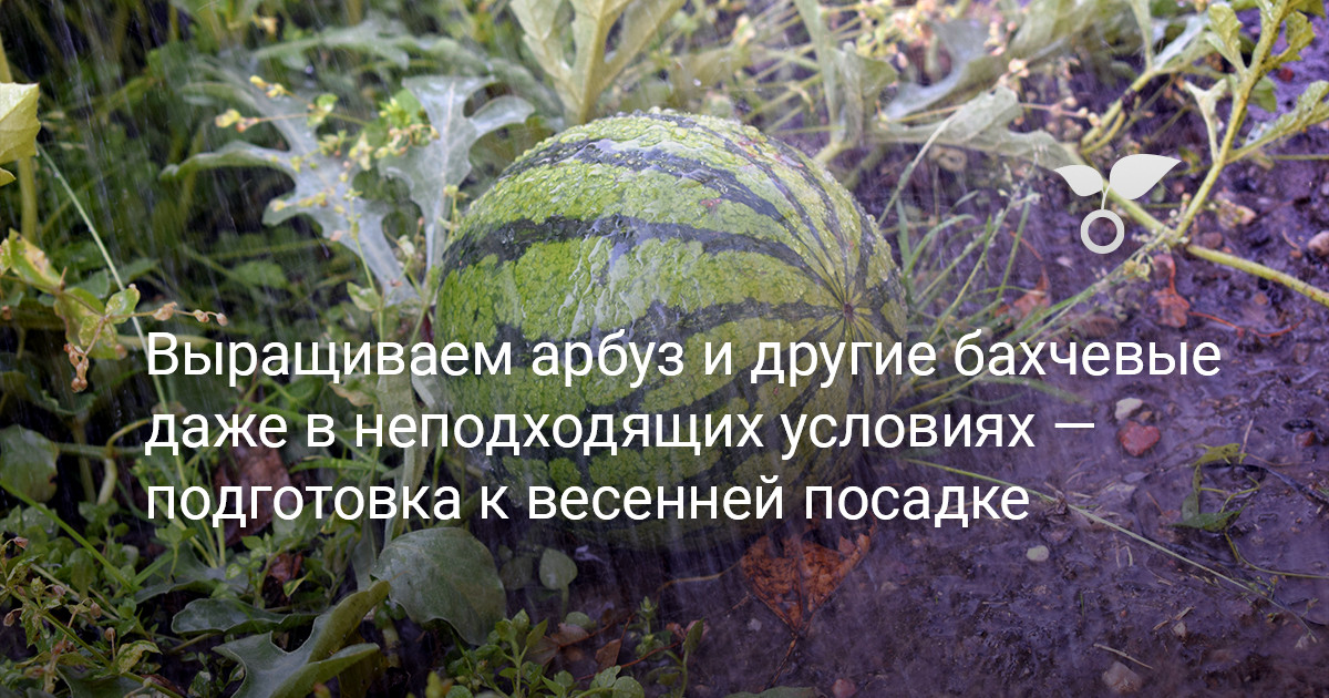Климат не помеха - как вырастить арбуз и другие бахчевые в неподходящих условиях? — Ботаничка