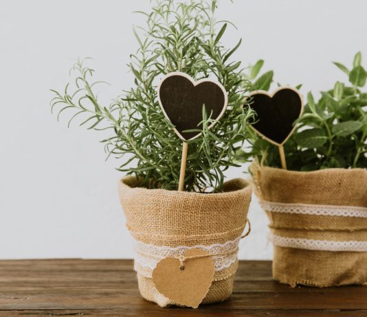 Зеленая аптека в квартире, или Как вырастить лекарственные растения дома