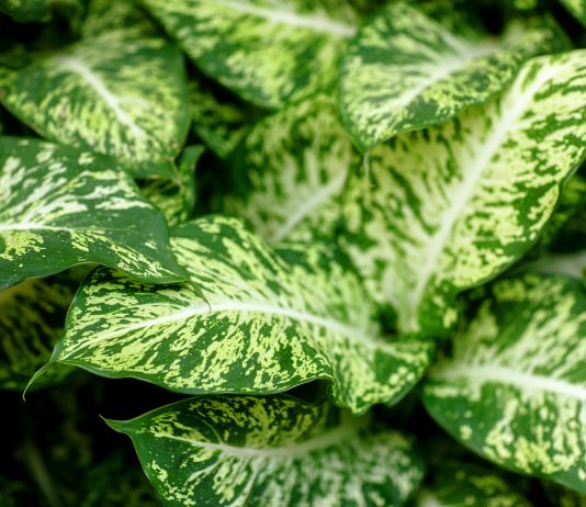 10 эффектных сортов диффенбахии, которые поразят вас в самое сердце