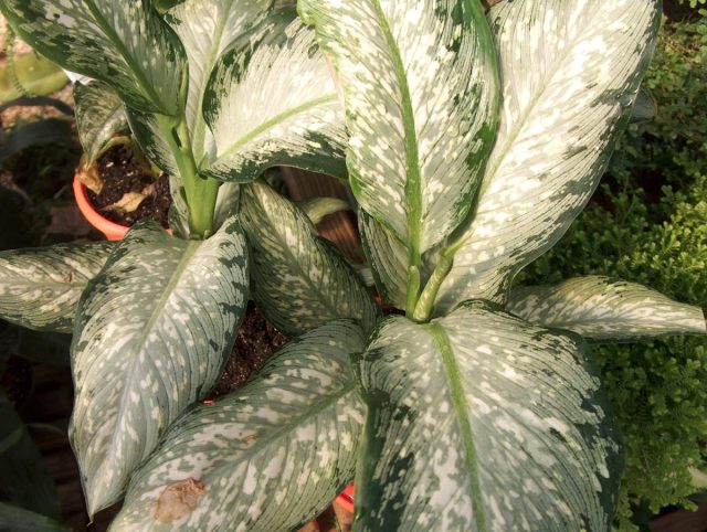 Диффенбахия «Тропикал Тики» (Dieffenbachia 'Tropical Tiki')