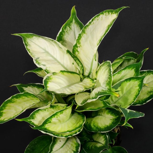Диффенбахия «Кул Бьюти» (Dieffenbachia 'Cool Beauty')