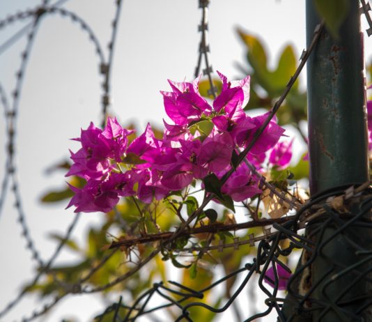 10 растений, за которые вы попадете в тюрьму, и их законопослушные аналоги