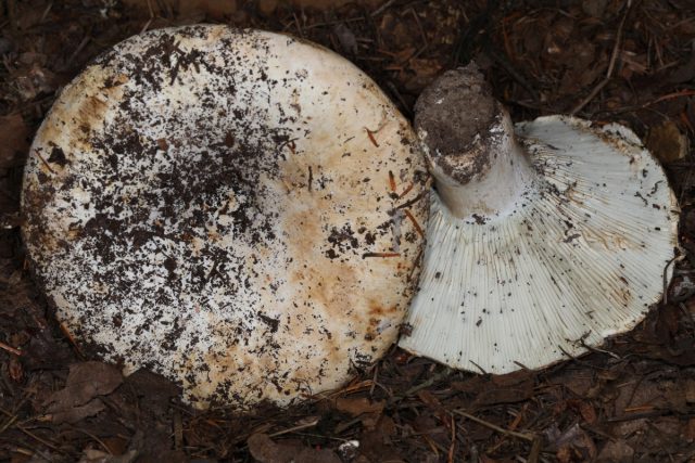 Подгруздок псевдобелый (Russula pseudodelica)