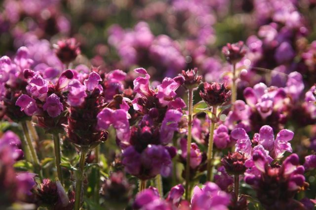 Черноголовка крупноцветковая «Рубра» (Prunella grandiflora ‘Rubra’)