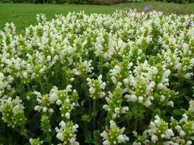 Черноголовка крупноцветковая «Альба» (Prunella grandiflora ‘Alba’)