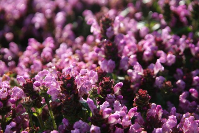 Черноголовка крупноцветковая «Пинк Ловлинес» (Prunella Grandiflora 'Pink Loveliness')