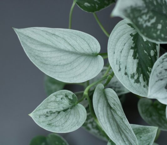 Главные модники среди комнатных растений — 5 трендов осени 2023 года - Редкие и необычные Главные модники среди комнатных растений — 5 трендов осени 2023 года