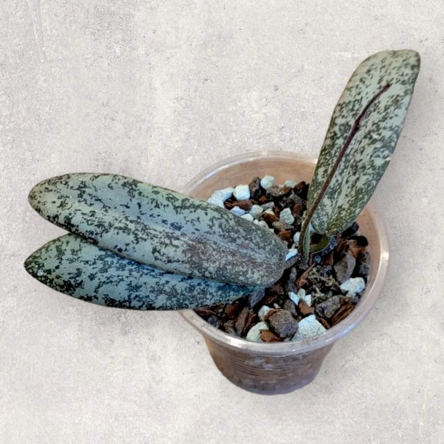 Хойя сигиллатис (Hoya sigillatis) Хойя сигиллатис (Hoya sigillatis)