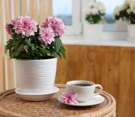 Уход за хризантемой в доме: растить нельзя высаживать - Красивоцветущие Хризантема в доме: растить нельзя высаживать