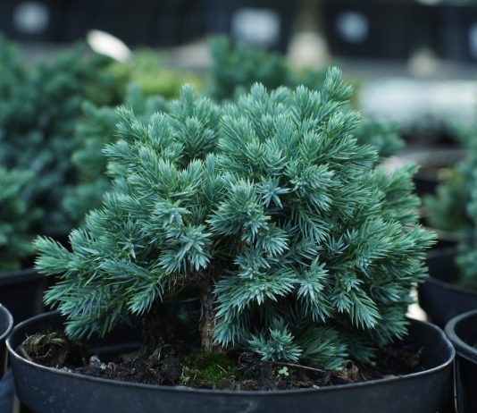 Хвойные голубых кровей: разбираемся в разнообразии голубых можжевельников