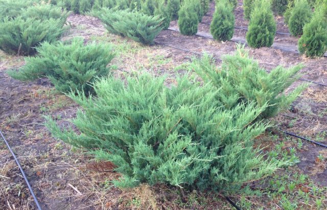 Можжевельник казацкий «Блю Донау» (Juniperus sabina 'Blaue Donau') Можжевельник казацкий «Блю Донау» (Juniperus sabina 'Blaue Donau')