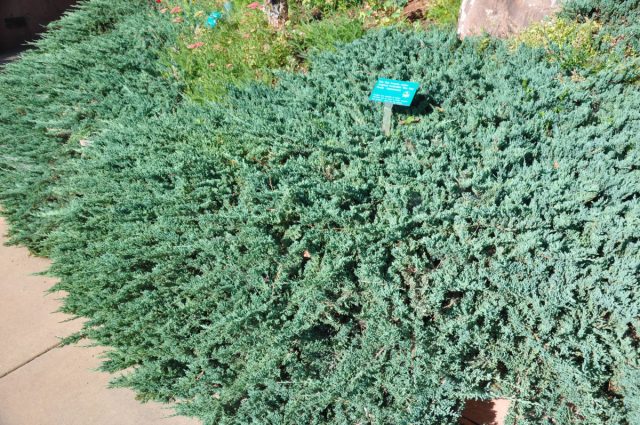 Можжевельник горизонтальный «Блю Чип» (Juniperus horizontalis 'Blue Chip') Можжевельник горизонтальный «Блю Чип» (Juniperus horizontalis 'Blue Chip')