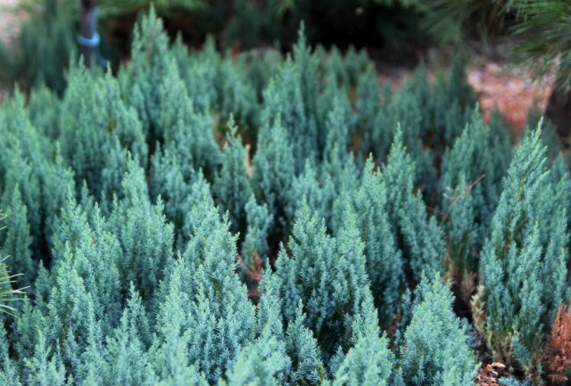 Можжевельник горизонтальный «Блю Форест» (Juniperus horizontalis 'Blue Forest') Можжевельник горизонтальный «Блю Форест» (Juniperus horizontalis 'Blue Forest')