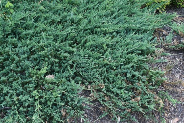 Можжевельник горизонтальный «Джейд Ривер» (Juniperus horizontalis 'Jade River') Можжевельник горизонтальный «Джейд Ривер» (Juniperus horizontalis 'Jade River')