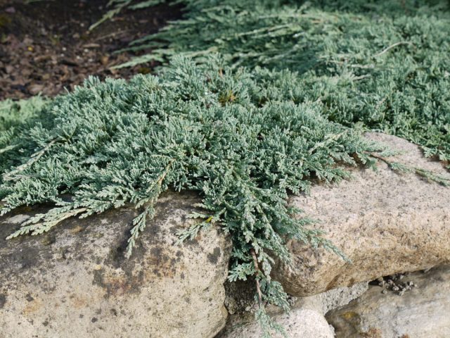 Можжевельник горизонтальный «Айси Блю» (Juniperus horizontalis 'Icee Blue') Можжевельник горизонтальный «Айси Блю» (Juniperus horizontalis 'Icee Blue')