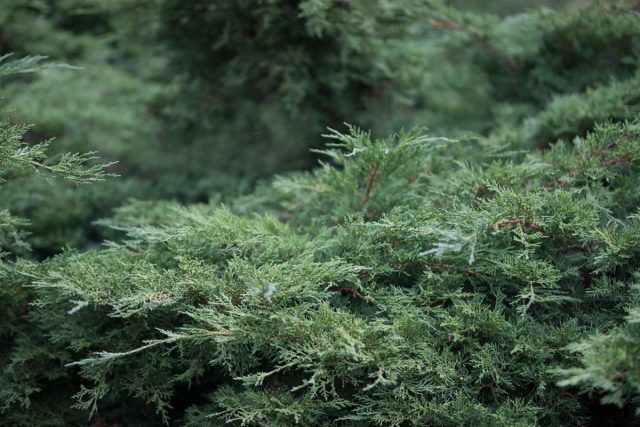 Можжевельник горизонтальный «Вилтони» (Juniperus horizontalis 'Wiltonii') Можжевельник горизонтальный «Вилтони» (Juniperus horizontalis 'Wiltonii')