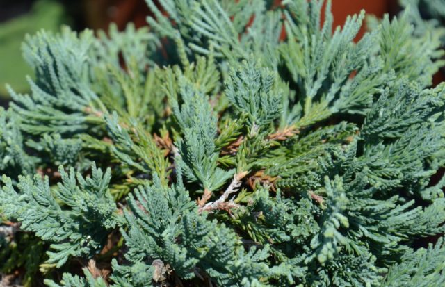 Можжевельник горизонтальный «Глаука» (Juniperus horizontalis 'Glauca') Можжевельник горизонтальный «Глаука» (Juniperus horizontalis 'Glauca')