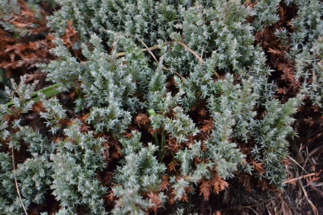 Можжевельник горизонтальный «Грей Перл» (Juniperus horizontalis 'Grey Pearl') Можжевельник горизонтальный «Грей Перл» (Juniperus horizontalis 'Grey Pearl')