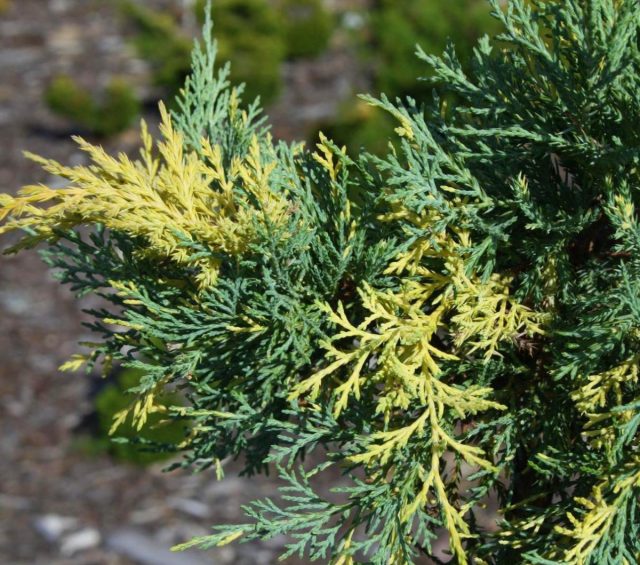 Можжевельник Пфитцера «Блю энд Голд» (Juniperus x pfitzeriana/media 'Blue and Gold') Можжевельник Пфитцера «Блю энд Голд» (Juniperus x pfitzeriana/media 'Blue and Gold')